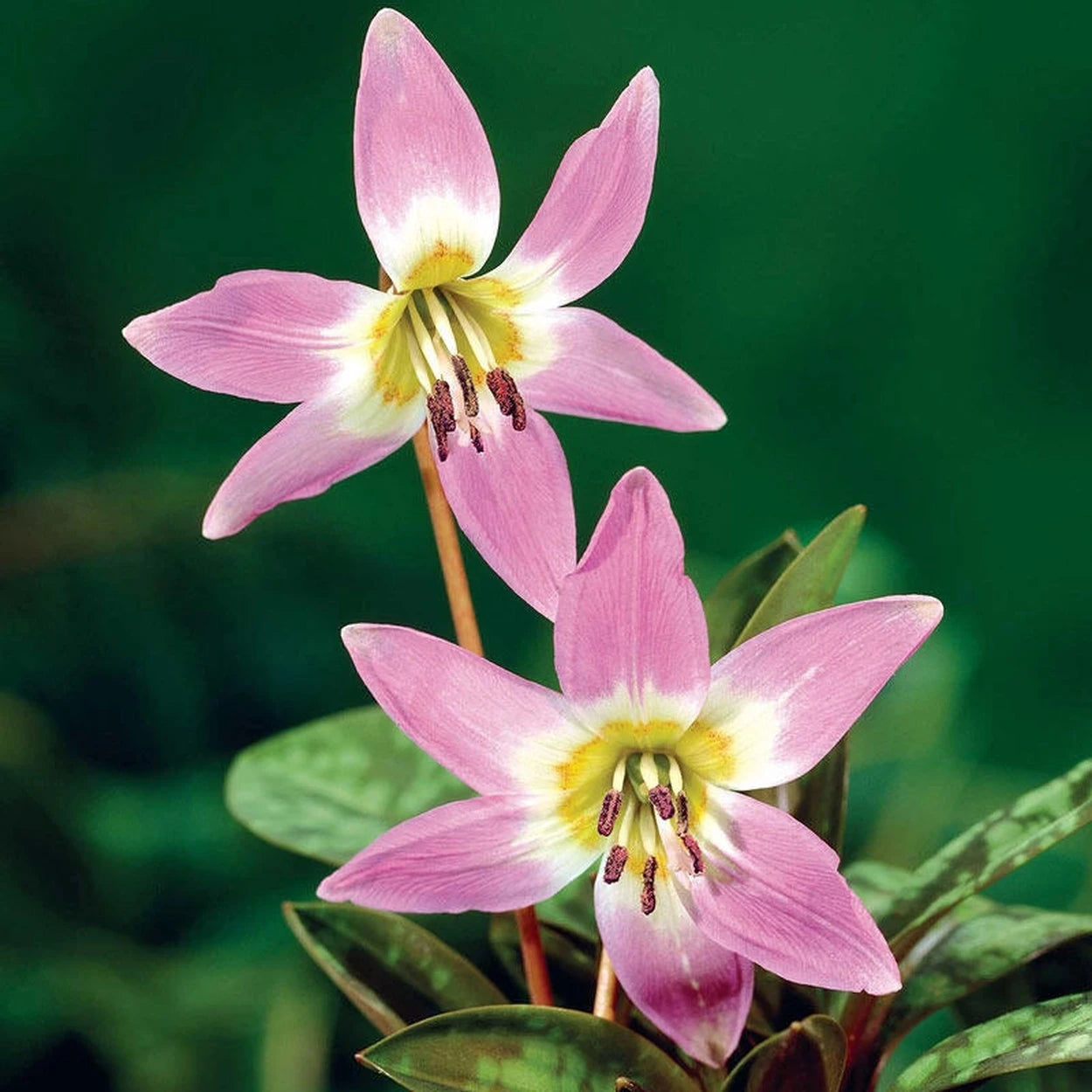 dog lily flower Dog's Tooth Violet