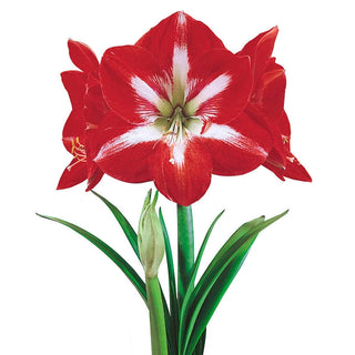 Jumbo Amaryllis With Stake