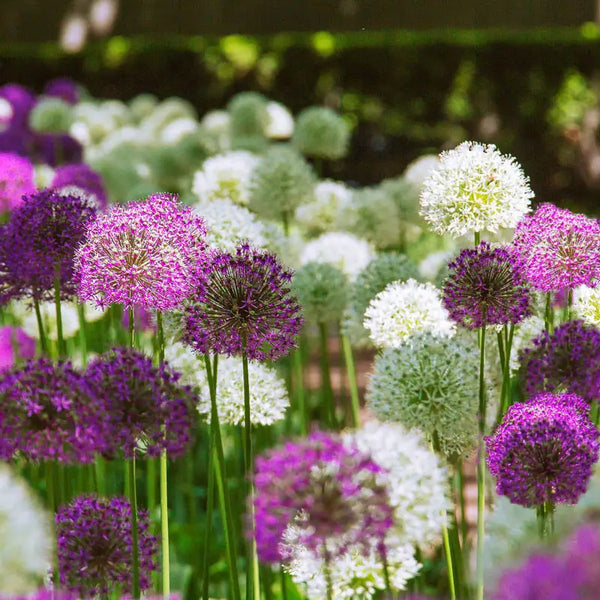 2 Months of Allium Mixture | Breck's