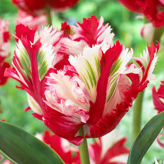 Estella Rijnveld Tulip