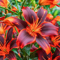 forever linda asiatic lily Forever Susan Lily