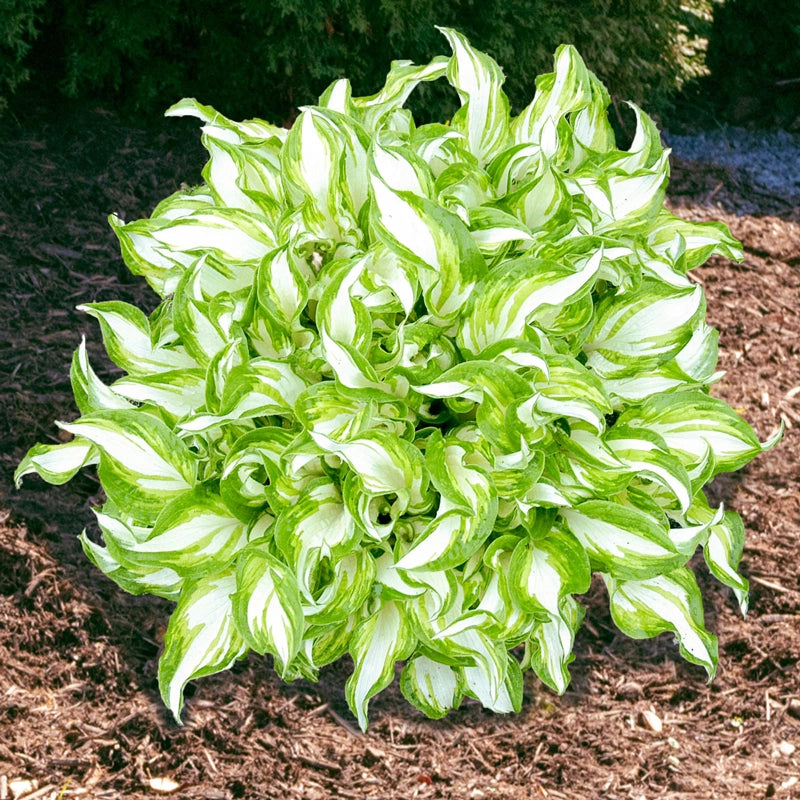 Kiwi Spearmint Hosta | Breck's