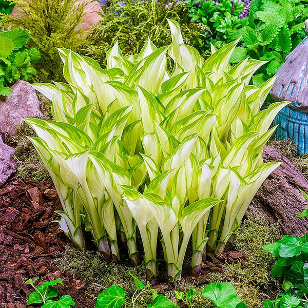 Kiwi Spearmint Hosta | Breck's