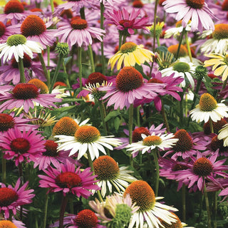 Breeder's Coneflower Mixture