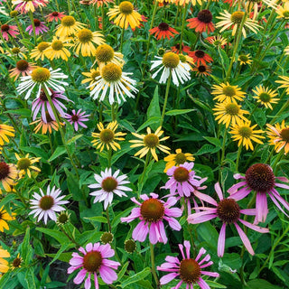 Breeder's Coneflower Mixture