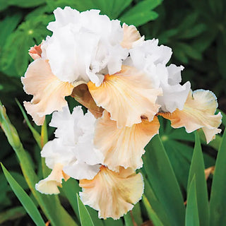 Champagne Elegance Reblooming Bearded Iris