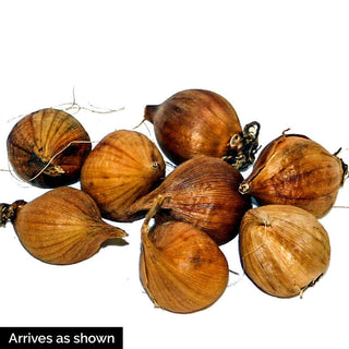 Mystic Beauty Dutch Iris