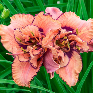 Tropical Island Reblooming Daylily