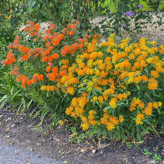 Summer Zest Milkweed