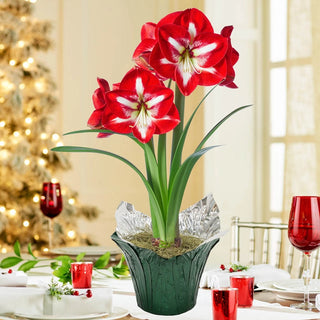 Stargazer Amaryllis in Foil Wrapped Pot