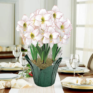 Picotee Amaryllis in Foil Wrapped Pot