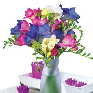 Summer Breeze Freesia Mixture