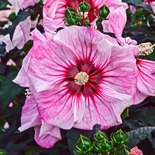 Buy Cherry Choco Latte Hibiscus | Sun Perennials | Breck's