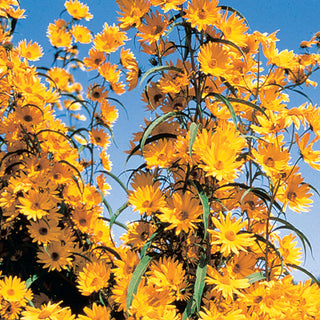 Maximilian Sunflower