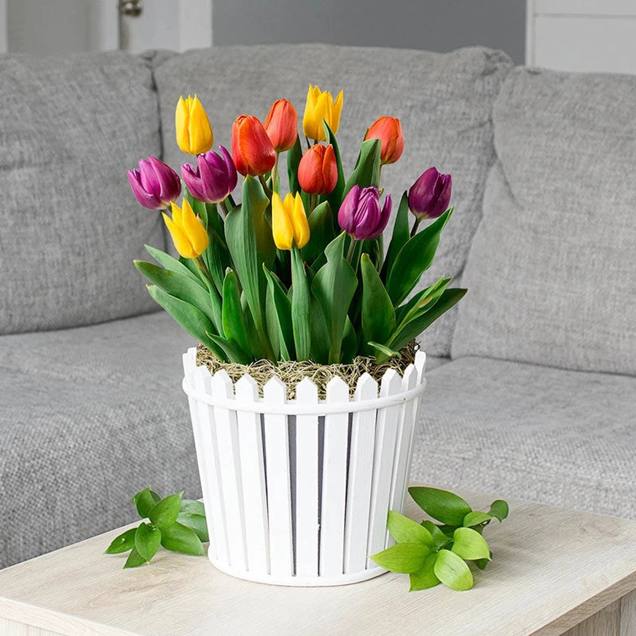 tulip house plant Friendly Neighbor Tulip Bulb Garden