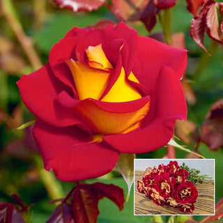 Ketchup & Mustard Rose