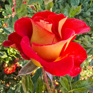 Ketchup & Mustard Rose