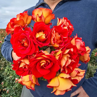 Ketchup & Mustard Rose