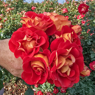 Ketchup & Mustard Rose