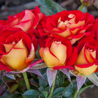 Ketchup & Mustard Rose