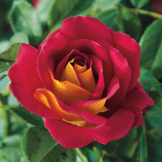 Ketchup & Mustard Rose