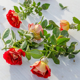 Ketchup & Mustard Rose