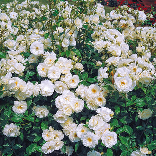 Iceberg Floribunda Rose