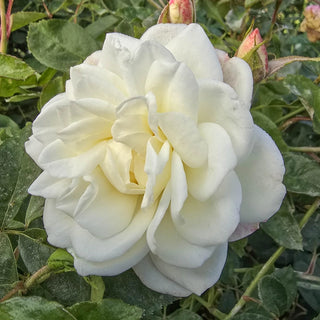 Iceberg Floribunda Rose