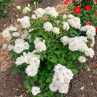 Iceberg Floribunda Rose