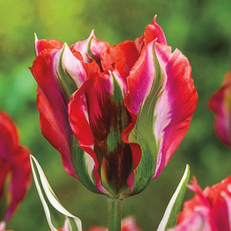 Buy Esperanto Tulip Big Discount on Spring Bulbs Breck's Brecks