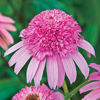 Pink Double Delight Coneflower
