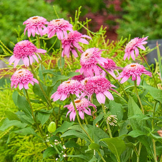 Pink Double Delight Coneflower