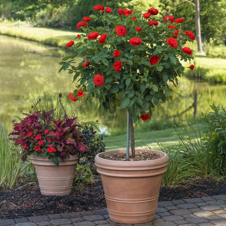 Rose Bushes For Sale - Shop Rose Plants | Breck's – Brecks