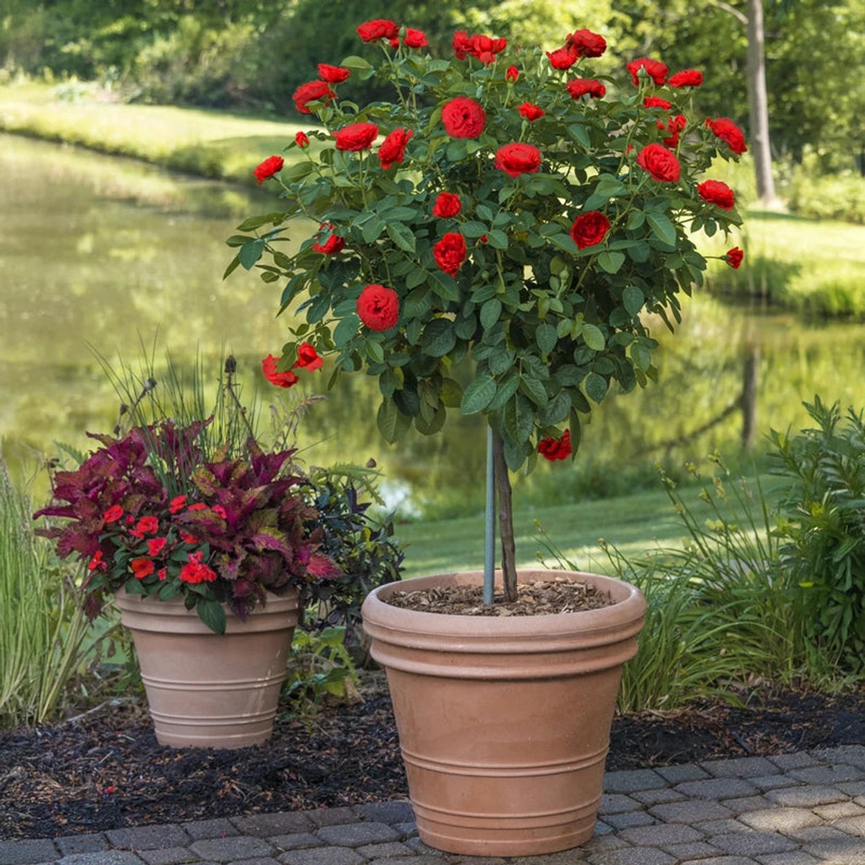 can you plant rose trees in pots Take It Easy® 24" Patio Tree Rose