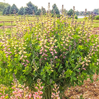 Pink Lemonade False Indigo
