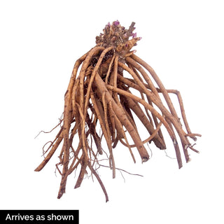 Pink Lemonade False Indigo