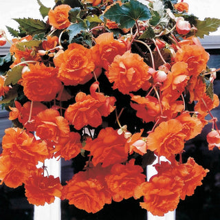 Orange Cascade Begonia