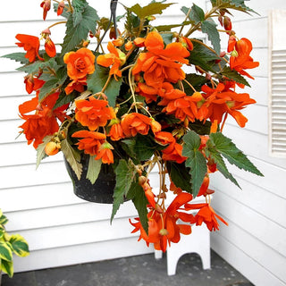 Orange Cascade Begonia