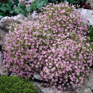 Pink Baby's Breath