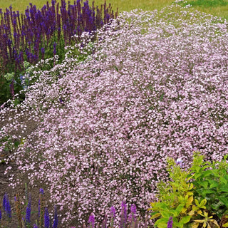 Pink Baby's Breath