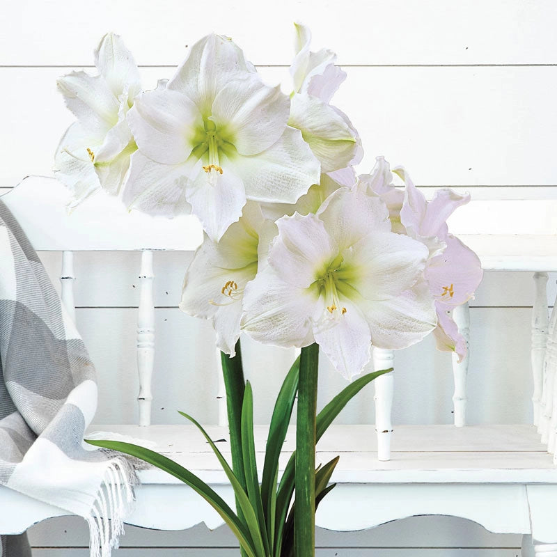 Christmas Gift Amaryllis Bulb Amaryllis Bulbs Breck's Brecks