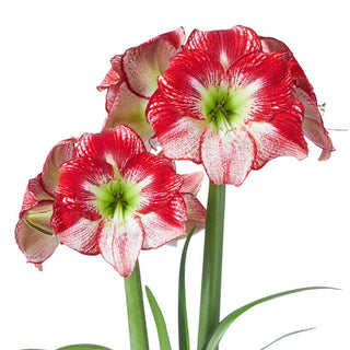 Amaryllis Flamenco Queen