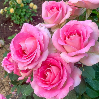 Painted Porcelain™  Hybrid Tea Rose