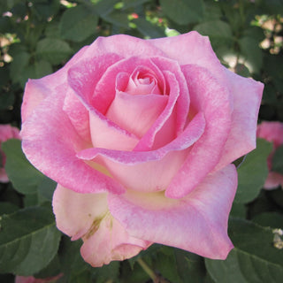 Painted Porcelain™  Hybrid Tea Rose