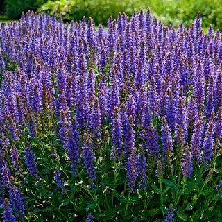 Blue Hill Salvia