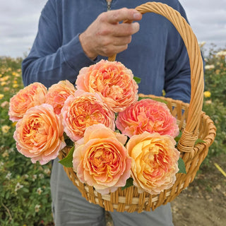 Fun in the Sun™ Grandiflora Rose