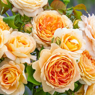 Fun in the Sun™ Grandiflora Rose