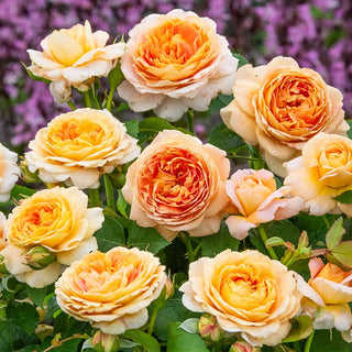 Fun in the Sun™ Grandiflora Rose