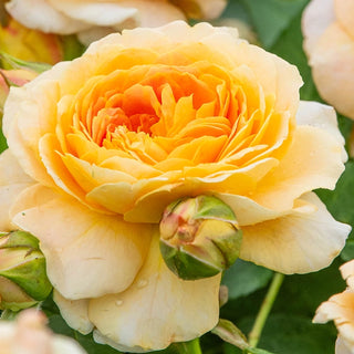 Fun in the Sun™ Grandiflora Rose