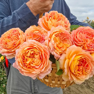 Fun in the Sun™ Grandiflora Rose